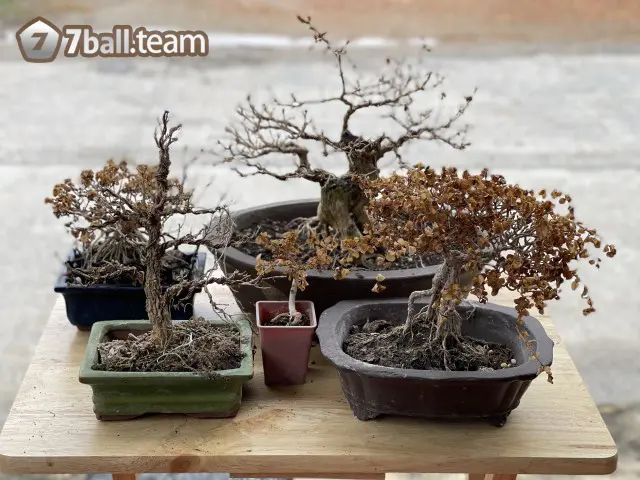 Nằm mơ thấy cây cảnh trong nhà là điềm báo gì? 5 Chiêm bao thấy cây cảnh trong nhà khô héo