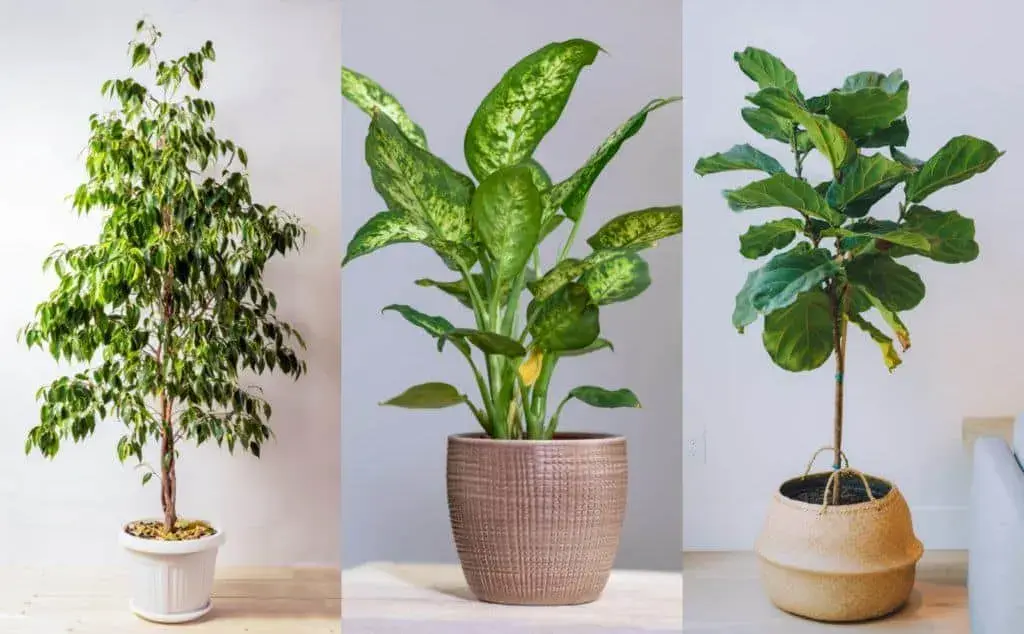 Nằm mơ thấy cây cảnh trong nhà là điềm báo gì? 4 Mơ thấy cây cảnh trong nhà có đủ hoa lá cành