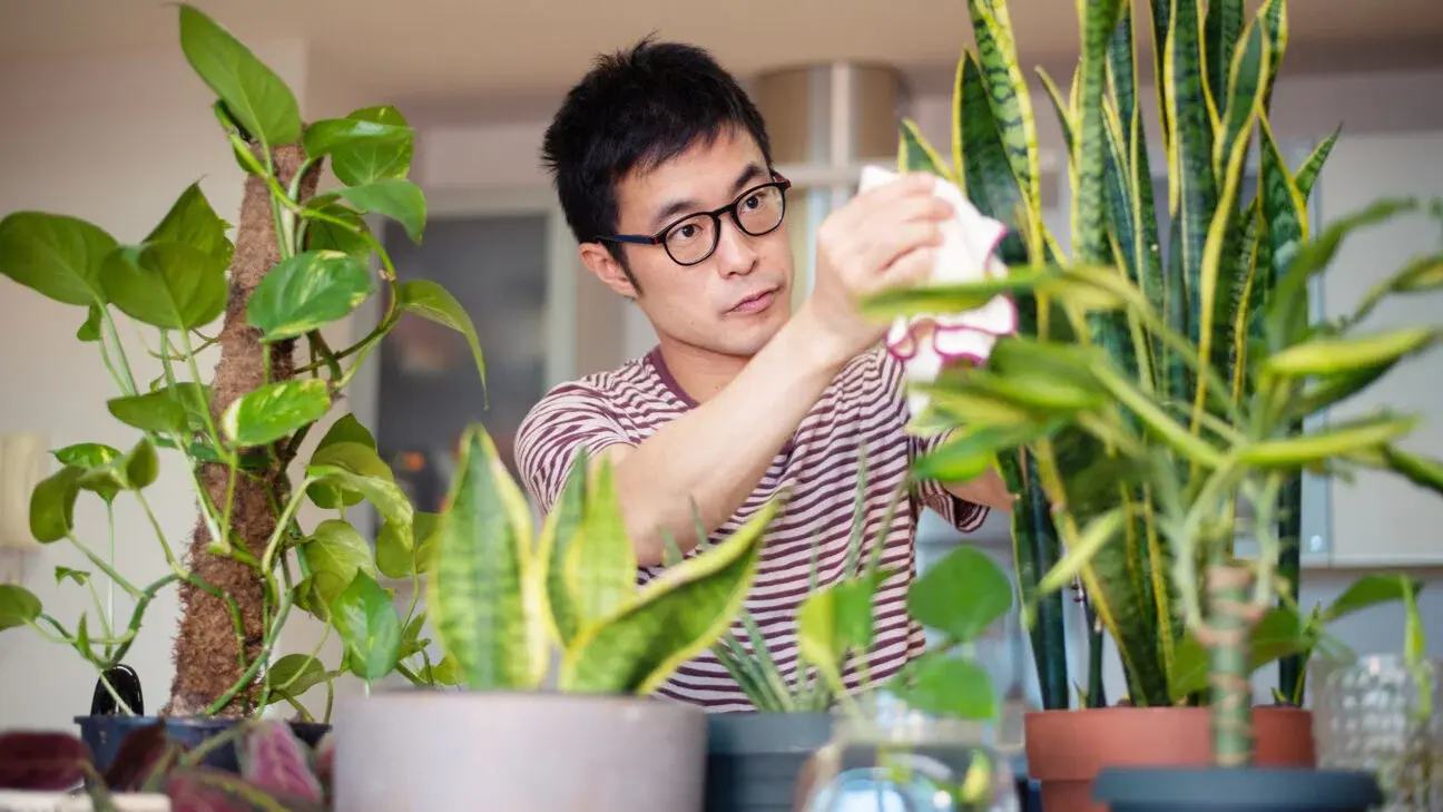 Nằm mơ thấy cây cảnh trong nhà là điềm báo gì? 6 Mộng thấy chặt bỏ cây cảnh trong nhà