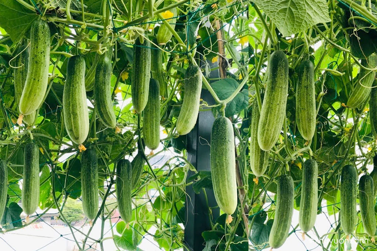 Mơ thấy dưa leo có ý nghĩa gì? Nên chọn đánh con số gì? 7 Chiêm bao thấy vườn dưa leo